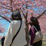 【宇都宮城址公園の河津桜】花が咲けばとりあえず写真に撮りたくなるのが人情ってもんです(確信)