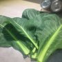 First harvest from my Lidl cabbage plants! 