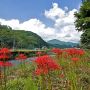 【鹿沼市・粟野】川の畔に広がる原風景 こちらは現在咲き始めです